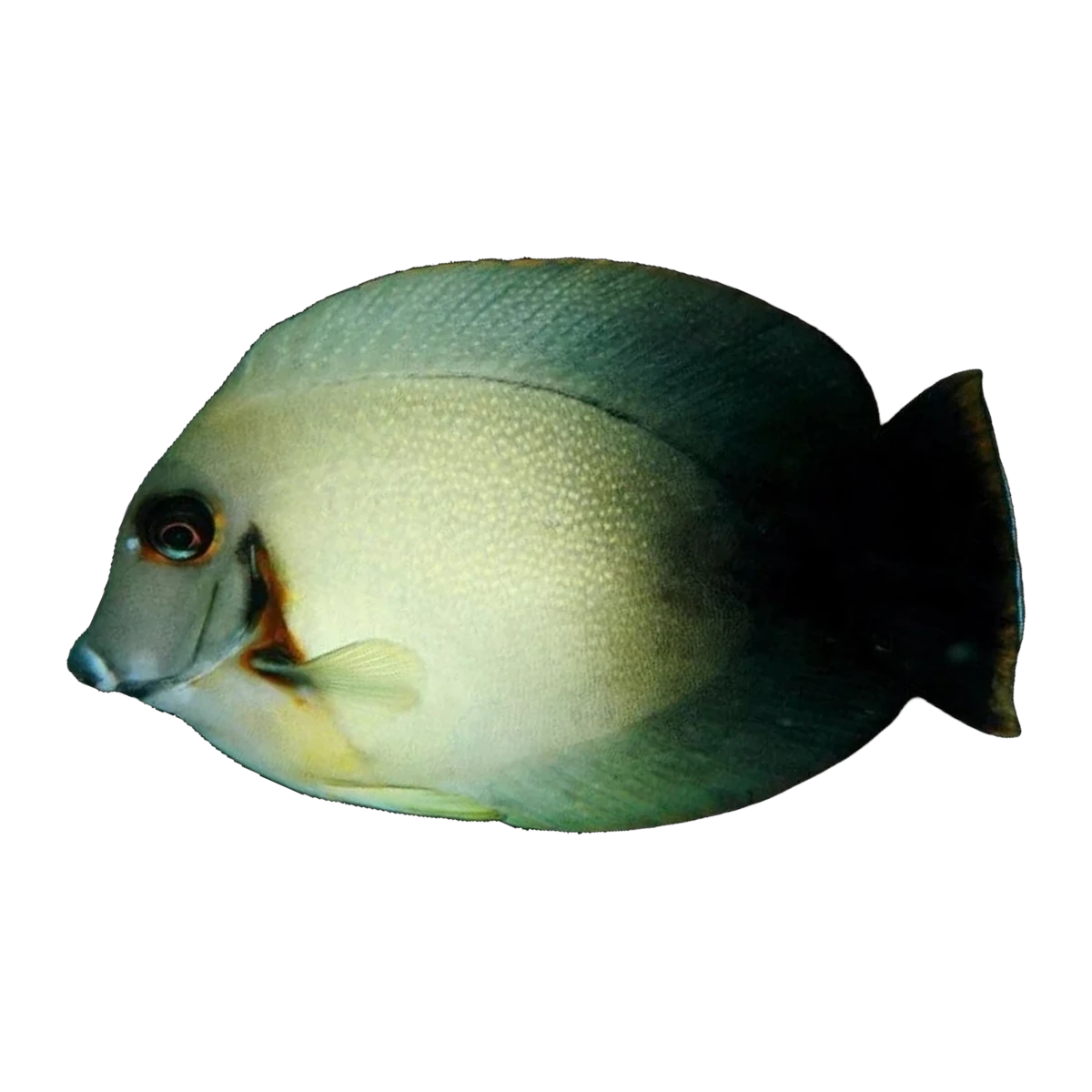 Yellow Mimic Tang | Acanthurus pyroferus