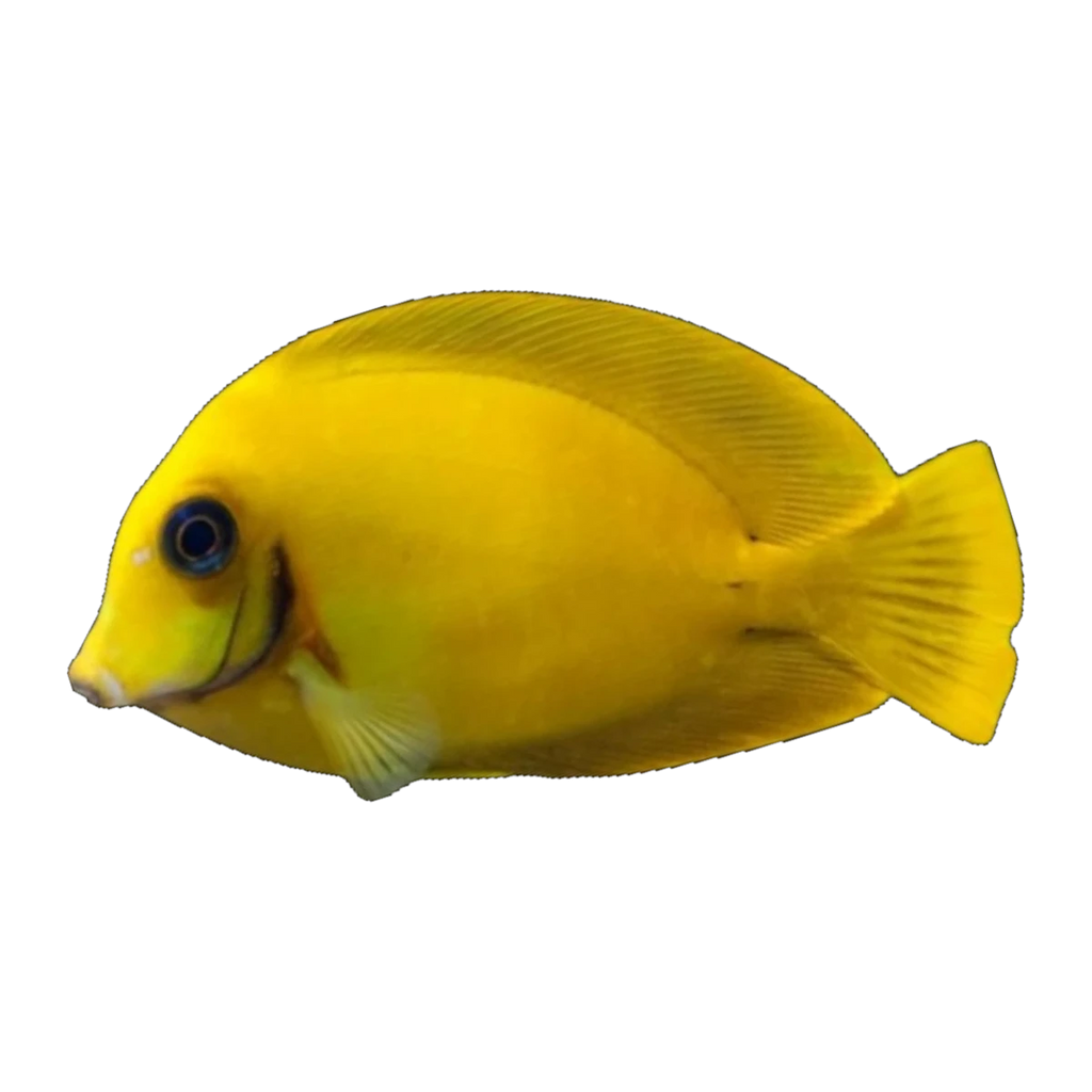 Yellow Mimic Tang | Acanthurus pyroferus
