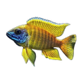 Yellow Peacock Cichlid – Aulonocara baenschi