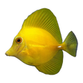 Yellow Scopas Tang | Zebrasoma scopas