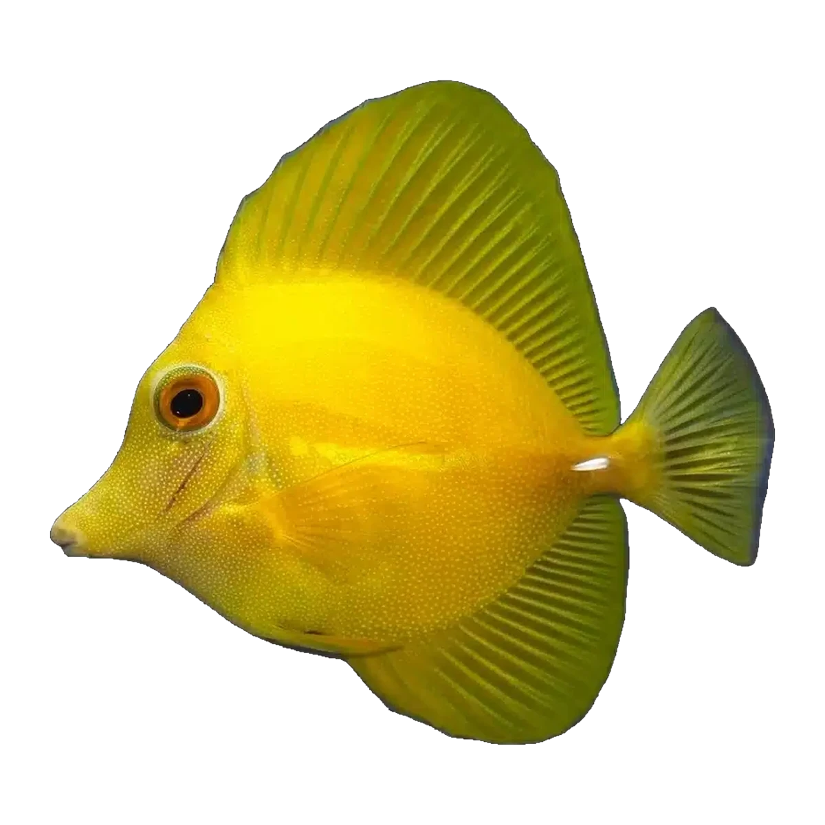 Yellow Scopas Tang | Zebrasoma scopas
