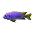 Yellow Tail Acei (Pseudotropheus sp. 'acei'), side profile facing right