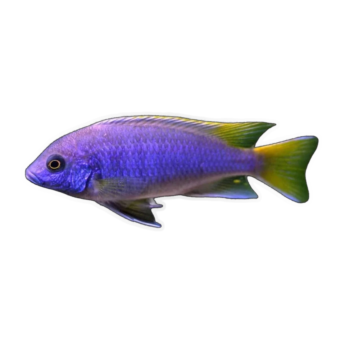 Yellow Tail Acei (Pseudotropheus sp. 'acei'), side profile facing right