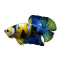 Yellow Tiger Plakat Female | Betta splendens