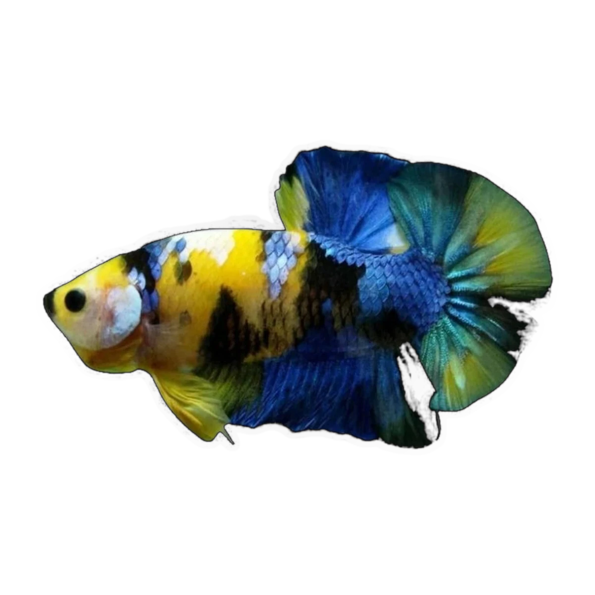 Yellow Tiger Plakat Female | Betta splendens