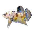 Yellow Tiger Plakat Male | Betta splendens