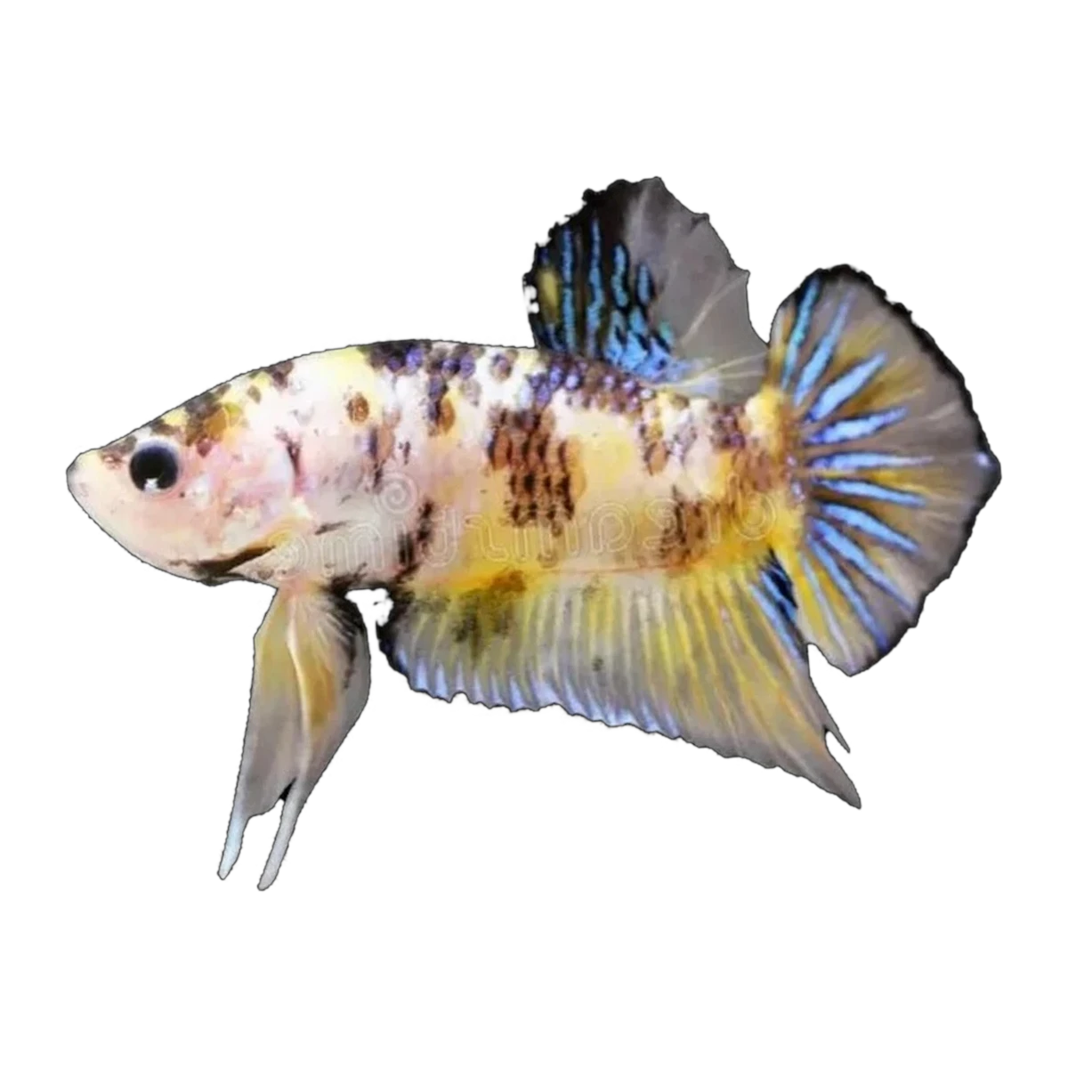 Yellow Tiger Plakat Male | Betta splendens