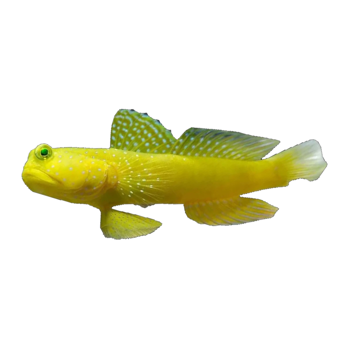 Yellow Watchman Goby | Cryptocentrus cinctus