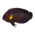 Yellowfin Dwarf Angelfish | Centropyge flavipectoralis