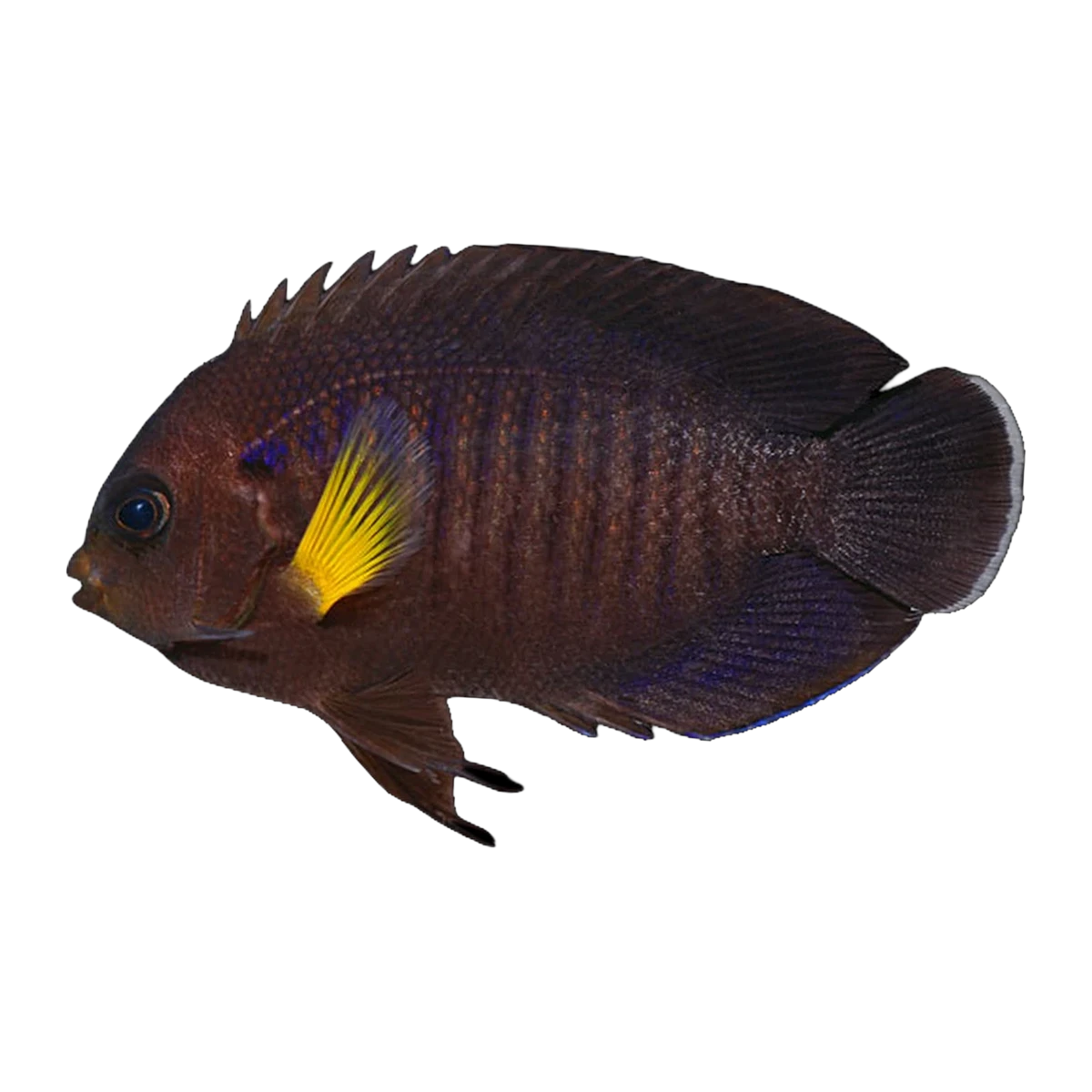 Yellowfin Dwarf Angelfish | Centropyge flavipectoralis