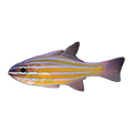 Yellowstriped Cardinalfish | Ostorhinchus cyanosoma