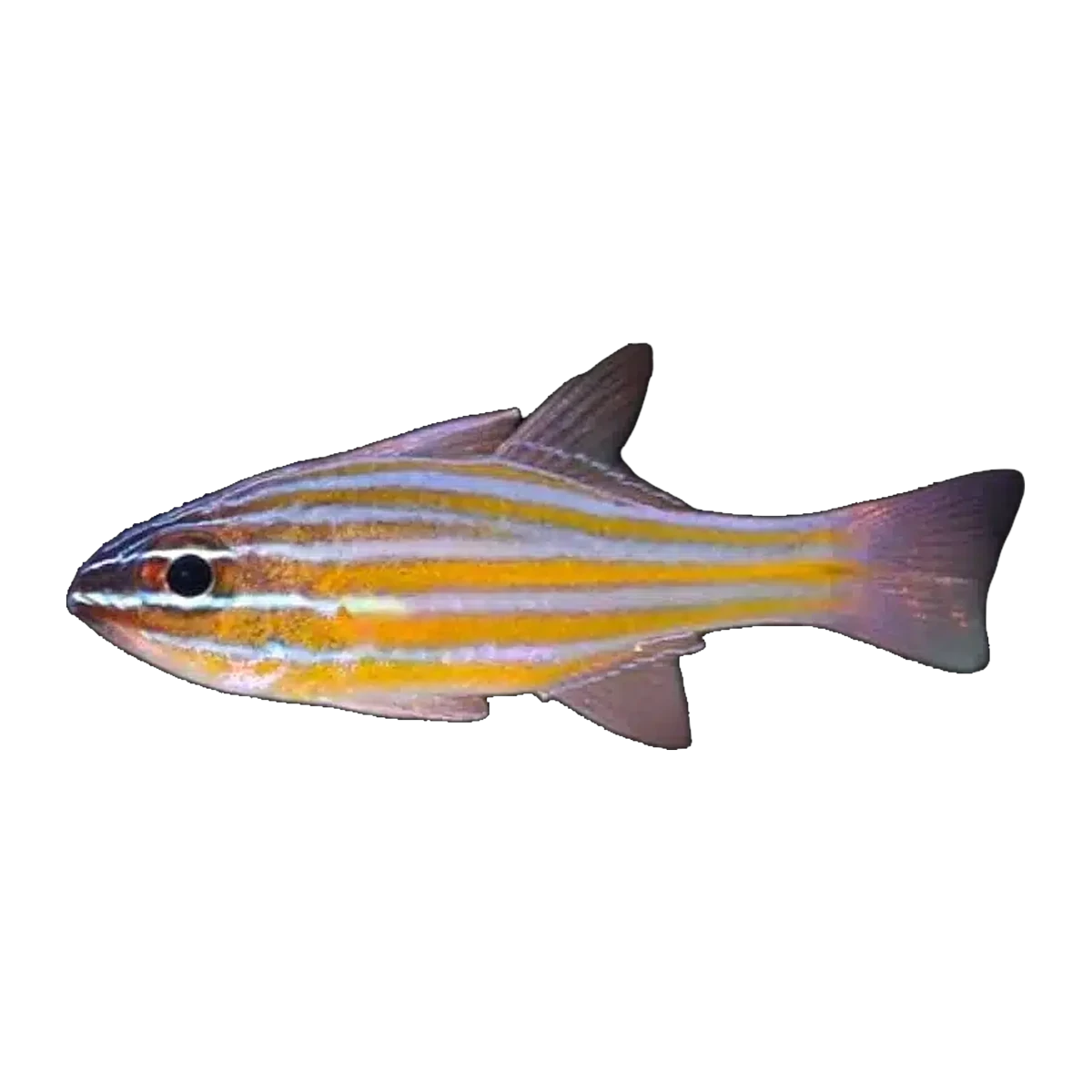 Yellowstriped Cardinalfish | Ostorhinchus cyanosoma