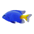 Yellowtail Damselfish | Chrysiptera parasema