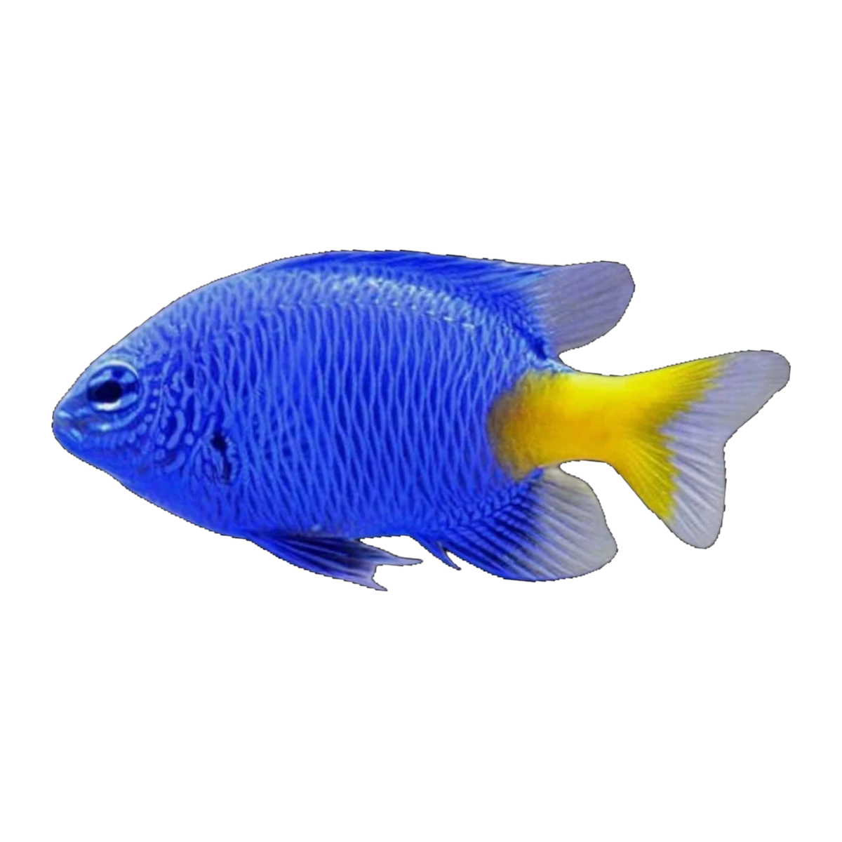 Yellowtail Damselfish | Chrysiptera parasema