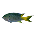 Yellowtail Demoiselle | Neopomacentrus azysron