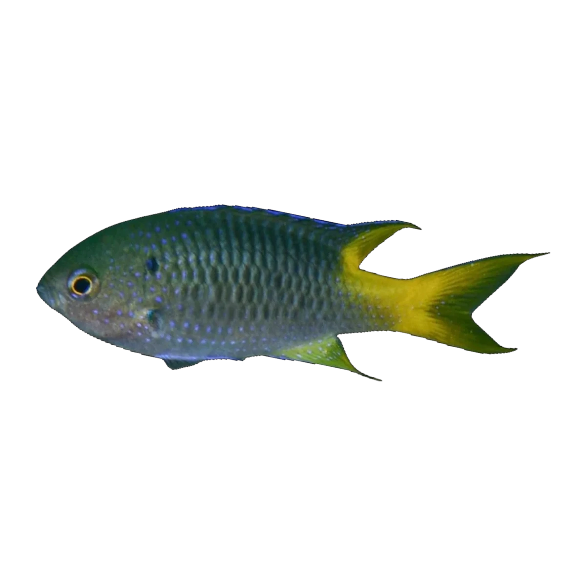 Yellowtail Demoiselle | Neopomacentrus azysron
