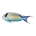 Zebra Angelfish Female | Genicanthus melanospilos