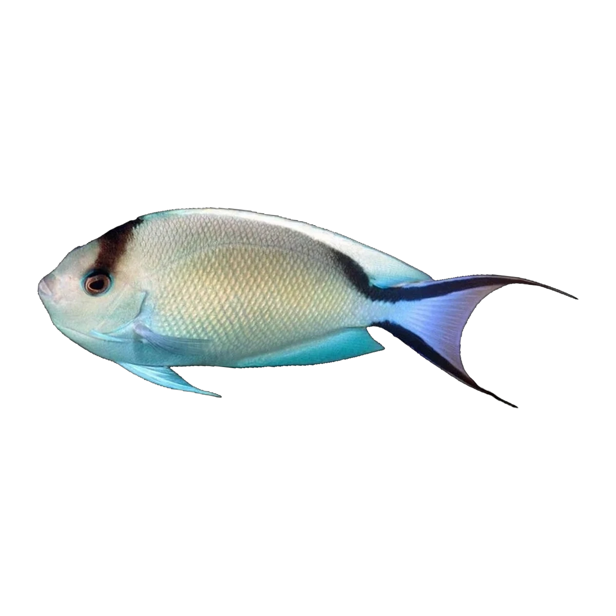 Zebra Angelfish Female | Genicanthus melanospilos