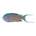 Zebra Angelfish Male | Genicanthus melanospilos