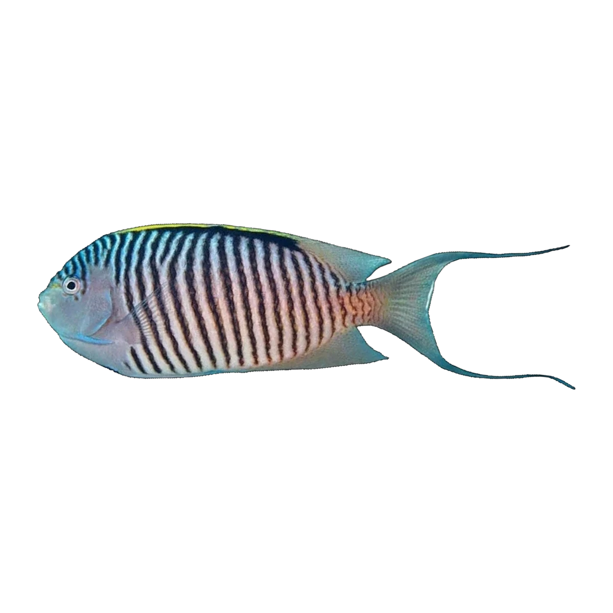 Zebra Angelfish Male | Genicanthus melanospilos