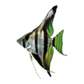 Zebra Angelfish
