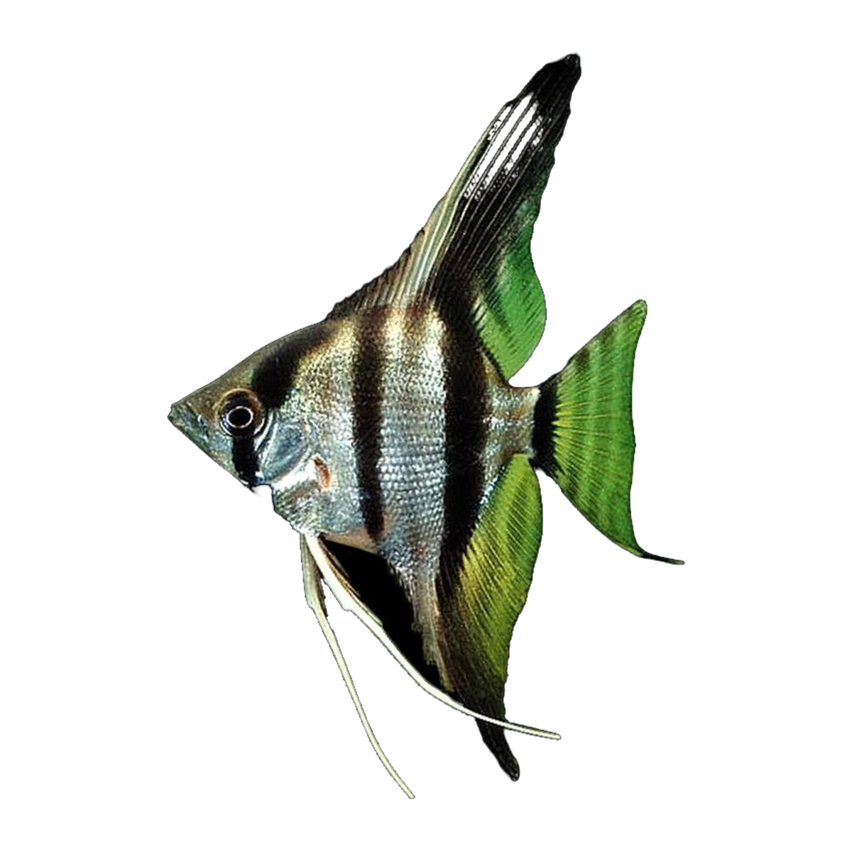 Zebra Angelfish