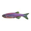 Zebra Danio