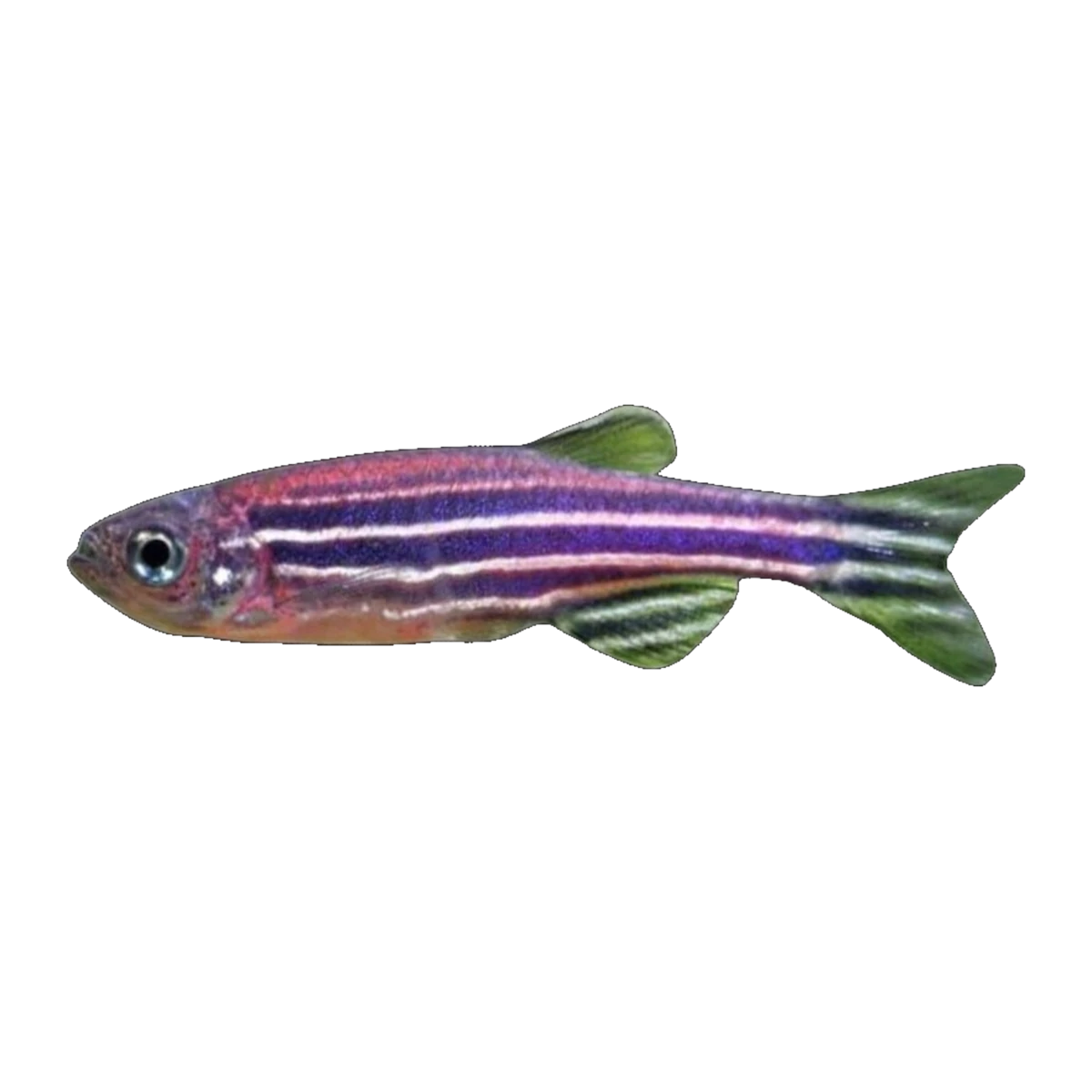 Zebra Danio