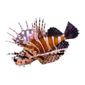 Zebra Lionfish | Dendrochirus zebra