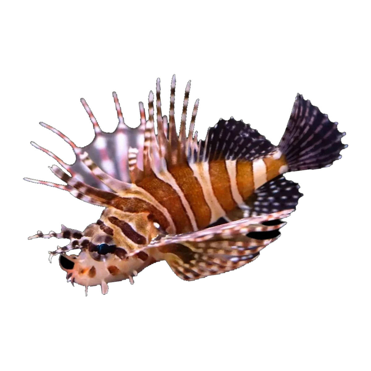 Zebra Lionfish | Dendrochirus zebra