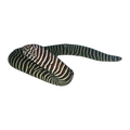 Zebra Moray | Gymnomuraena zebra