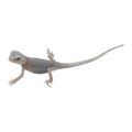 Zero Hypo Trans Phase Bearded Dragon | Pogona vitticeps