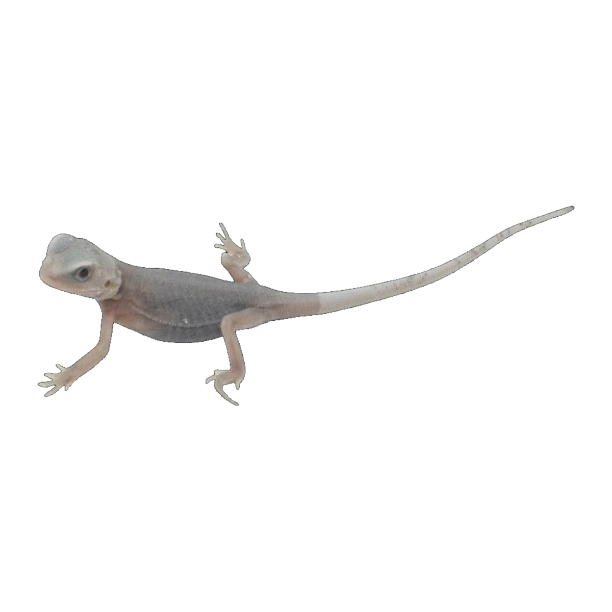 Zero Hypo Trans Phase Bearded Dragon | Pogona vitticeps