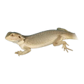 Zero Leatherback Bearded Dragon | Pogona vitticeps