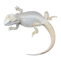 Zero Normal Scale Bearded Dragon | Pogona vitticeps