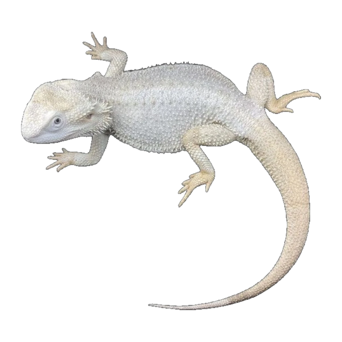 Zero Normal Scale Bearded Dragon | Pogona vitticeps