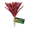 Zoo Med Fireball Bromeliad