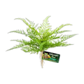 Zoo Med Lace Fern