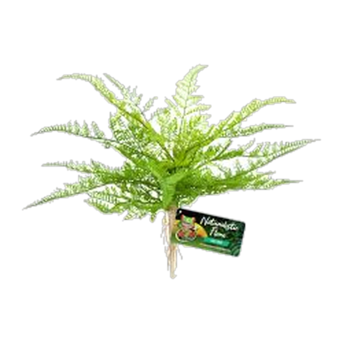 Zoo Med Lace Fern