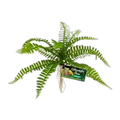 Zoo Med Sword Fern