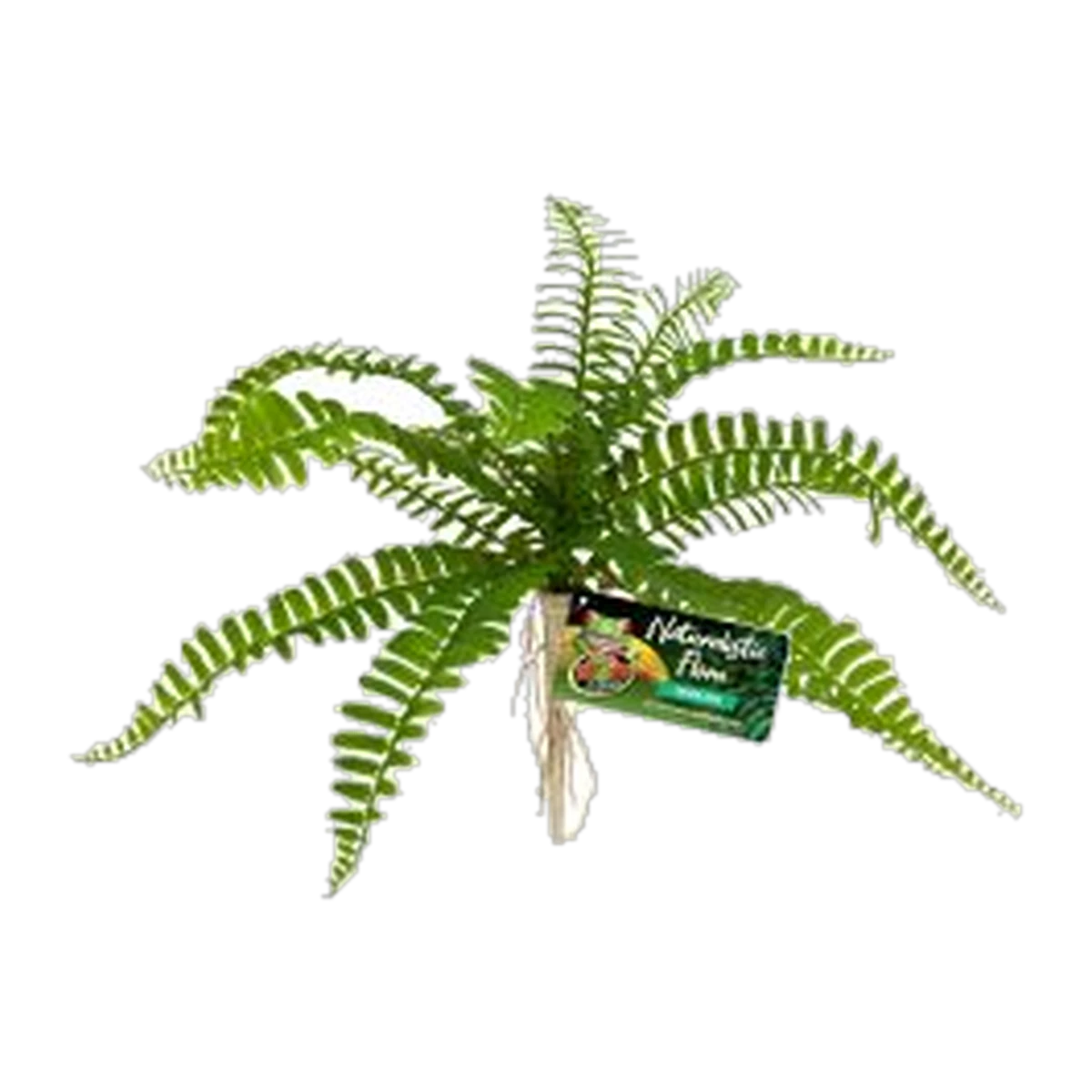Zoo Med Sword Fern